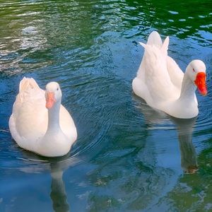 Meet your Posher, Cynthia